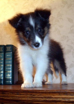 jasperpup