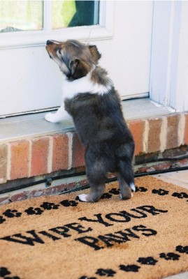 puppydoor