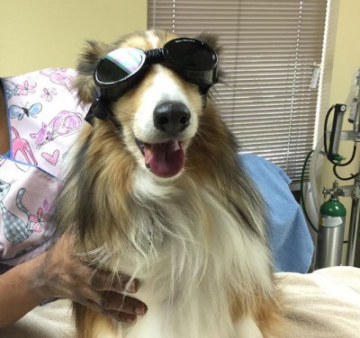 bendoggles