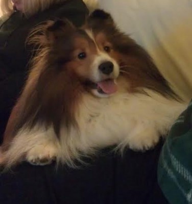 tobylapsml