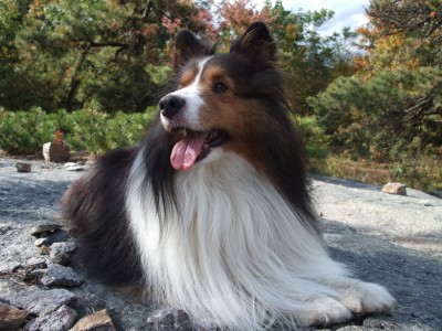 sheltie-posing-rock