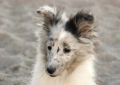 sheltie-puppy-beach