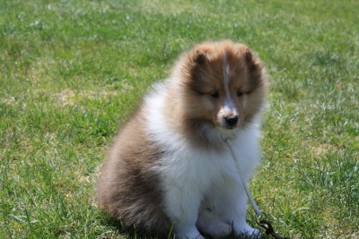 teddy-close-sheltie