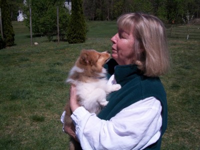 teddy-puppy-sheltie