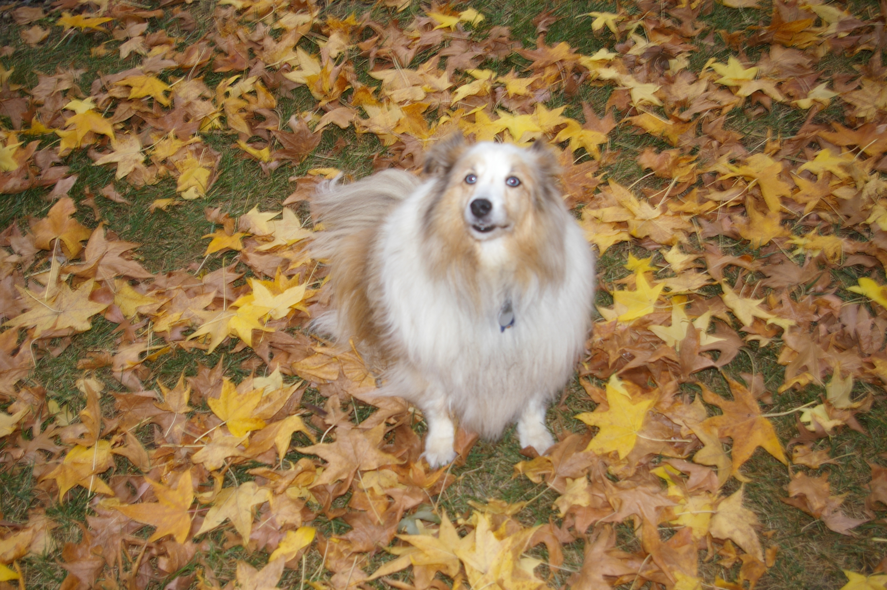 Dogs-K0GQ-Hamfest-024