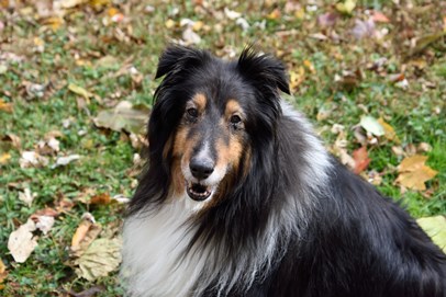 Lord-Seamus-11-1-2015