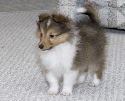 dillon-puppy-sheltie