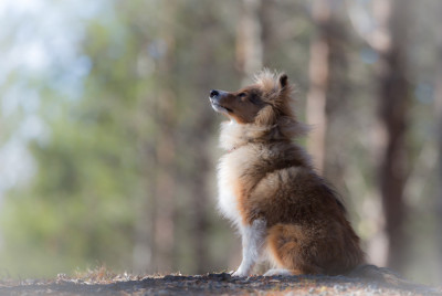 roopa-puppy-sheltie