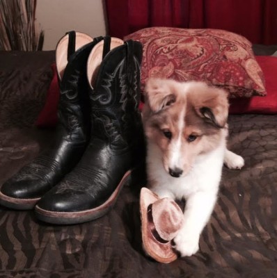 sheltie-puppy-boots