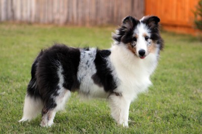 sheltie-puppy-cloud
