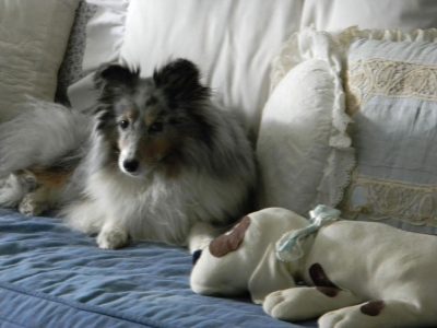lacy-bed-sheltie