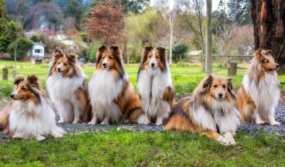 Australian Shelties