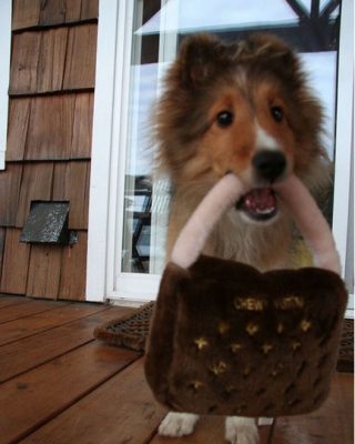 Sheltie puppy carrying purse