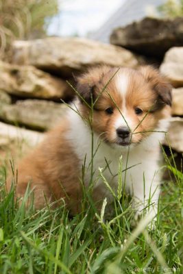 Cute Sheltie puppy in grass