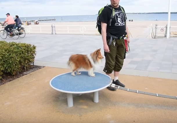 Sheltie tightrope walker