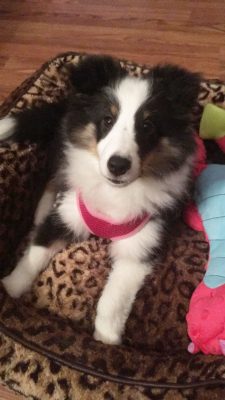 Sheltie puppy