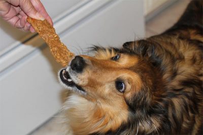 Sheltie eating treat