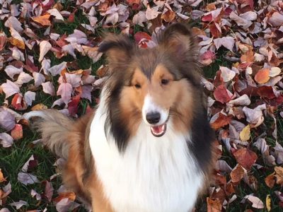 Sheltie in the leaves