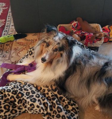 Sheltie with lots of toys!