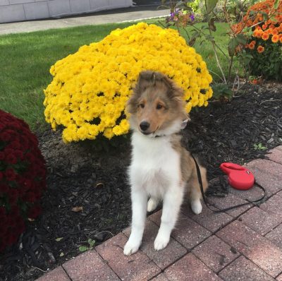 Sheltie puppy