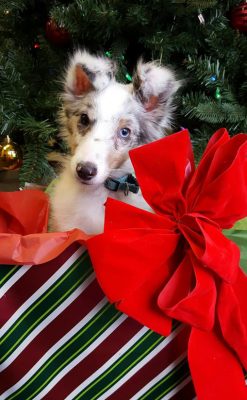 Sheltie puppy with christmas present