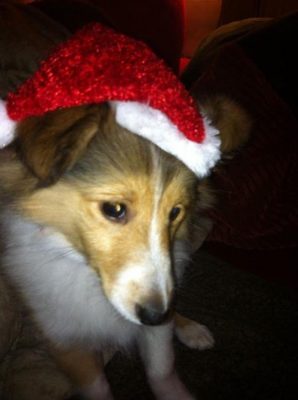 Sheltie puppy in holiday hat
