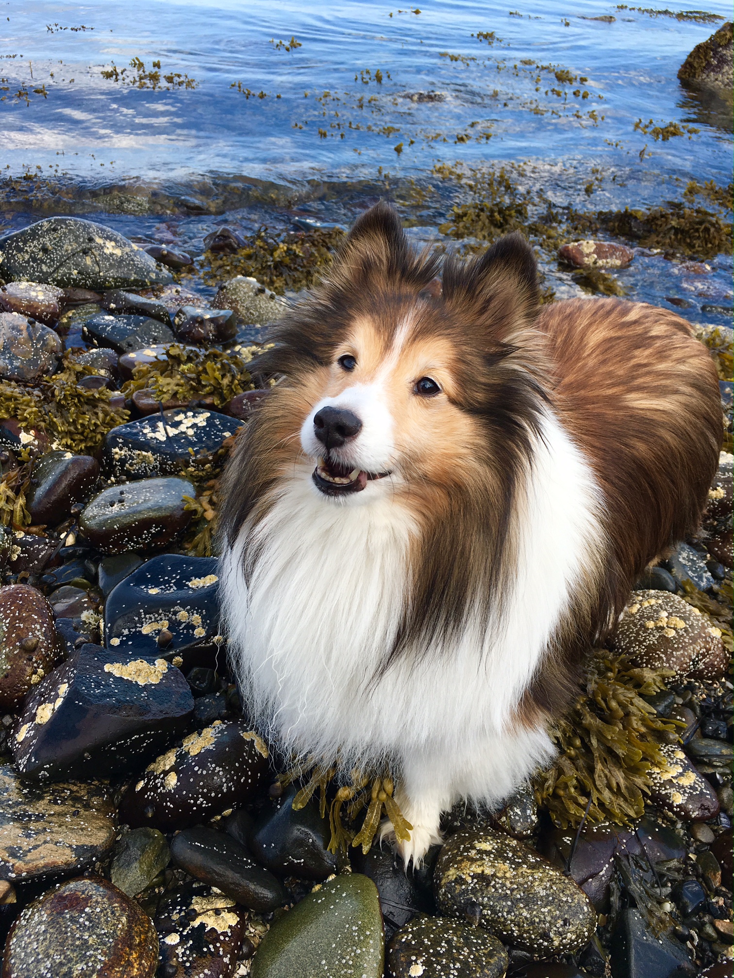 Daisy-smile-on-the-rocks
