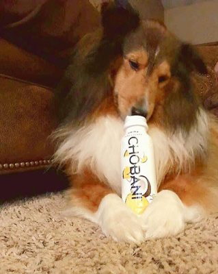 Sheltie with chobani
