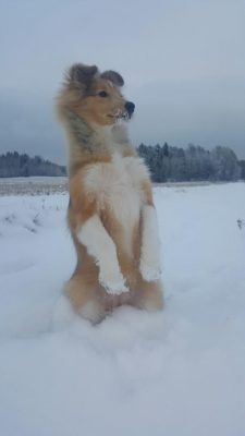 Sheltie puppy sitting up in snow