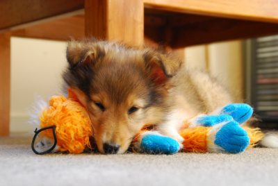 Sheltie puppy sleeping on toy