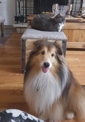 Sheltie and cat