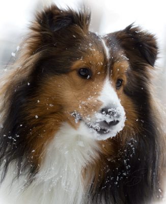 Sheltie with snow on face