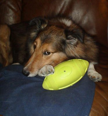 sheltie cuddling with football