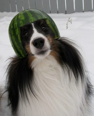 sheltie with watermellon on head