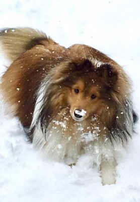Sheltie in the snow