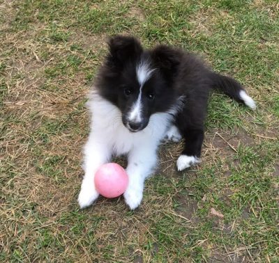 Sheltie puppy with ball