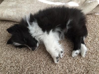 Sheltie puppy sleeping