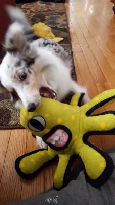 Sheltie puppy and toy