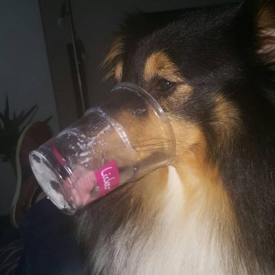 Sheltie licking cup