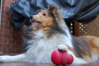 Sheltie with paw on kong