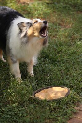 Sheltie barking at toy