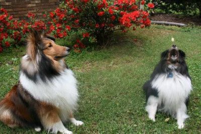 Sheltie catching treat