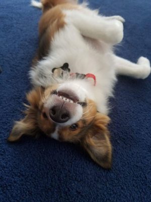 Sheltie upside down