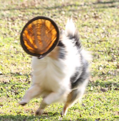 Sheltie with frisbee