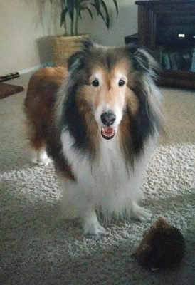 Sheltie and toy