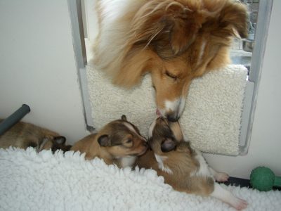 Sheltie mom and puppies