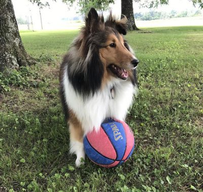 Sheltie and ball