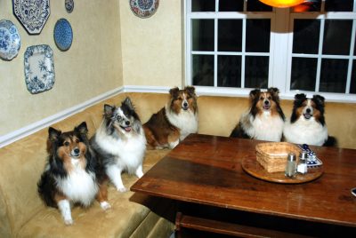 Shelties at table