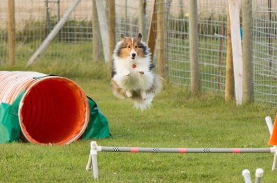 Sheltie jumping