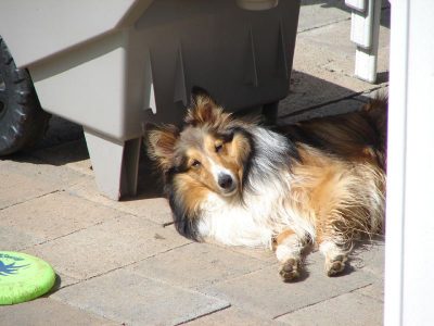 lazy sheltie